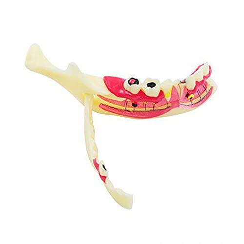 NVYAZJ - NVYAZJ Zahnmodell, Unterkiefergewebe-Zersetzungsmodell, Arzt-Patient-Kommunikationsmodell, Endodontie-Behandlungsmodell, Zahnfleischanatomie, Zahnforschung, Lehrmodell