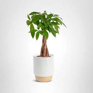 Costa Farms Money Tree Live Plant i...