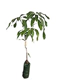 mejores arboles frutales para plantar en casa Riego: necesita mucha agua, así que si lo plantas antes de que llegue época de lluvias, mucho mejor. Debes darle agua durante todo el año, pero con cuidado para que no se pudran las raíces. Lo ideal es que pongas un acolchado de mantillo para que mantenga la humedad.