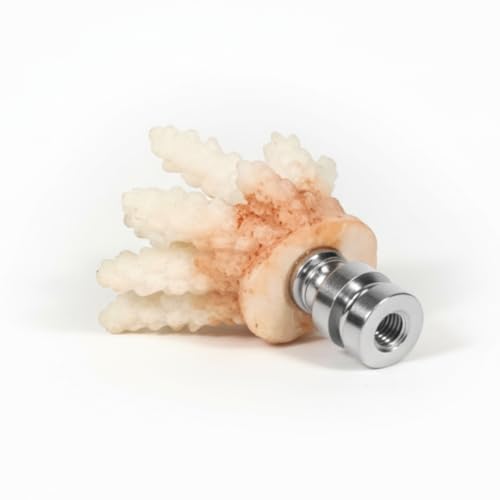 Image of Royal Designs, Inc. Sea Life Lamp Finial, Medium Coral, Two-Tone White, Polished Silver Base, Replacement Finial for Table or Floor Lamps