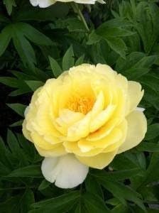 Bartzilla Itoh Peony: Start Plant in a 2 Gallon Container Good Plant Size!