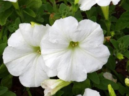 Green World PETUNIA GRANDIFLORA WHITE FLOWER SEEDS FOR KITCHEN GARDENING (100 seeds) (B09KQS1GMP) Amazon Price History, Amazon Price Tracker