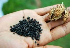 Sudh Dhatura Seeds (by cow urine) Moonflower Seeds 1000 seed (B089T729DK) Amazon Price History, Amazon Price Tracker