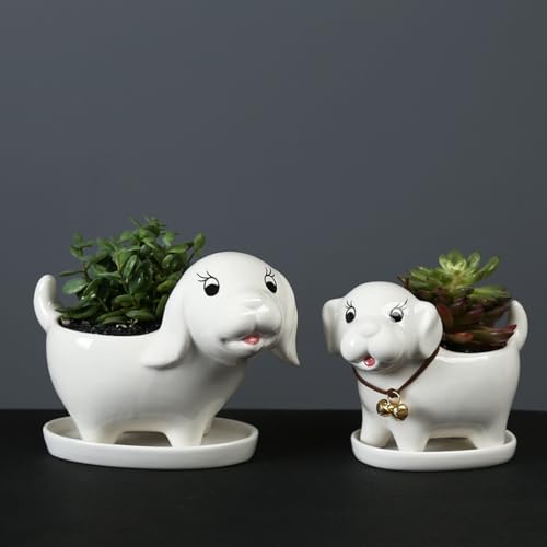 Pot de fleurs succulents pour chiot idéal sur le balcon