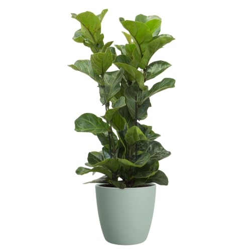 elho brussels rund 25cm blumentopf - Sorbet Green – Ansicht 7