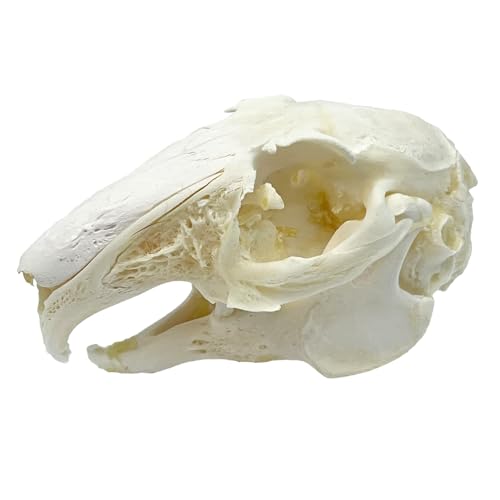 Image of Taxidermy Real Cottontail Rabbit Animals Skull Decor - Model Animals Bones Specimen,Taxidermy Supplies for Science Education,Collection (Rabbit)