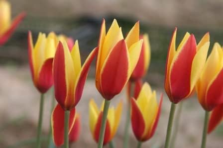 Tulipa clusiana 'Tubergen's Gem'  20 bulbos saludables para producir encantadores tulipanes rojos y amarillos de especies de primavera por The