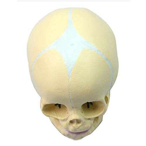 Anatomia szkielet modele ludzki płód medyczny dziecko anatomiczny model czaszki 30 tygodni nauczanie szkielet nauki medyczne materiały dydaktyczne