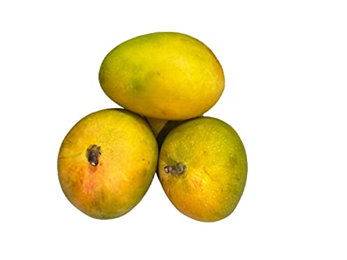 Image of Fresh Mango Alphonso South, 6 Pieces, (Approx.170g /Pc)