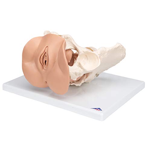 Image of 3B Scientific L31 Female Pelvis Skeleton w / genital organs 3-part - 3B Smart Anatomy