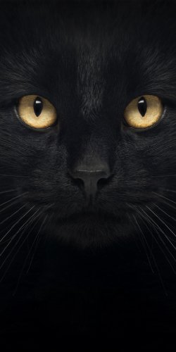 Preisvergleich Produktbild Infrarotheizung Raufaser Vital rahmenlos mit Bild, 750 Watt, Motiv "Chat Noir"