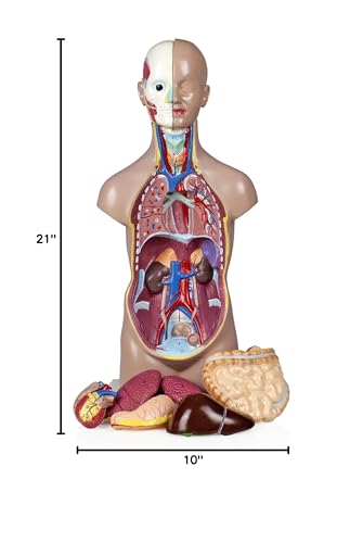 Image of Parco Scientific PB00001 Sexless Human Torso (11 PARTS-50cm)