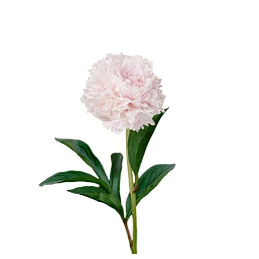 Peony 'Shirley Temple' (1 Pack) Garden Plant Division - Fragrant Light Blush Pink Flowering Blooms in Spring, Professionally Grown from Easy to Grow
