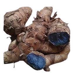 KAROLANE® Farm Fresh Kali Haldi Krishna Kedar NAR Kachura Kala Haldi Black Turmeric for Plantation from Recent Harvest