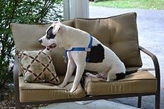 Walk Your Dog with Love, No-Pull Front-Attachment Harness (Sky Blue, 25-65 pounds)
