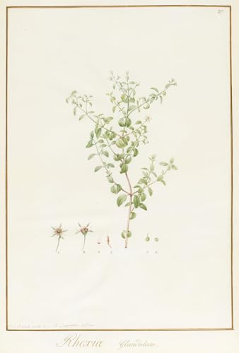 Toile Rhexia Glandulosa Pierre Redouté affiche impression florale pour salon 60x90cm