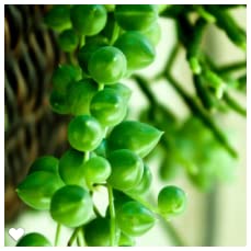 Succulent Plant In Gift Box String Of Pearls (Senecio Rowleyanus) - Live Trailing Plants Fully Rooted & In Bloom - Rare House Plant For Home Office Wedding Hanging Decoration - 4" Pot With Soil Mix #TOP5