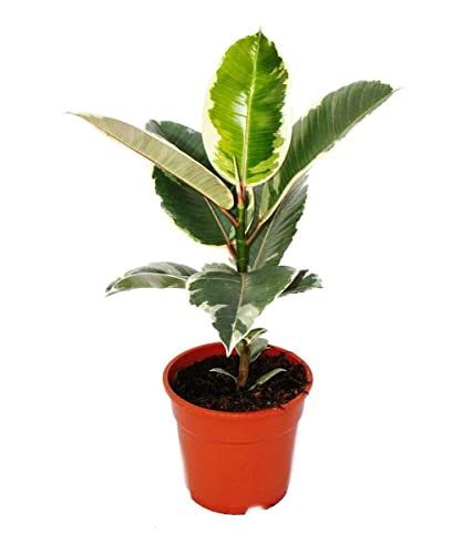 Ficus Elastica Variegata Color Verde y Blanco Planta Natural