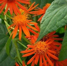 Beautiful Flowering Vines, Senicio Confusus, Orange Mexican Flame Vine Starter Plant