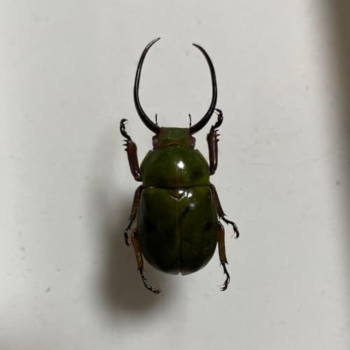 NK^RKl W{ xgi 2 N <1110zW{EJugV>