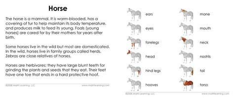 "Parts of" the Horse 3-Part Photo Cards - Image 4