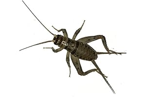500 Live Buyfeeder Crickets (Large (3/4")
