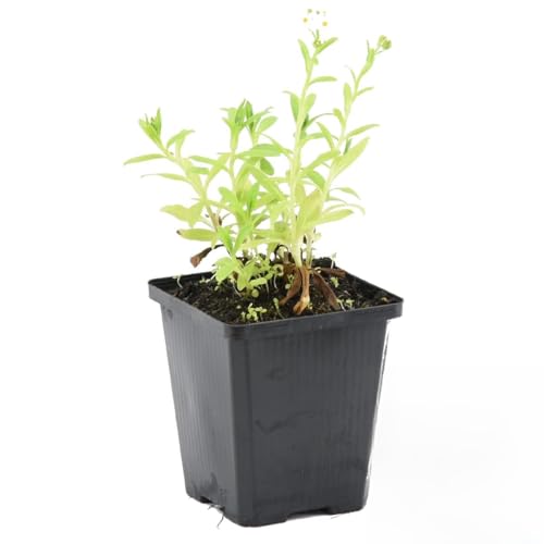 Bloomique - Myosotis Palustris - Myosotis des marais - Plantes de bassin - Plantes aquatiques - Rustique - Hauteur 10-20 cm - Pot 9 cm