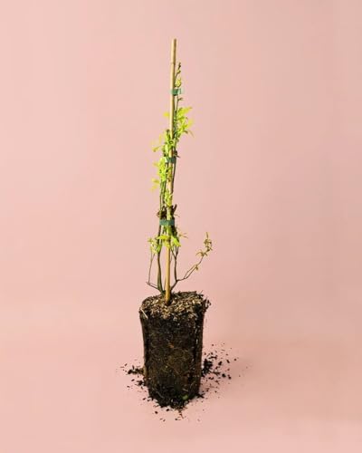 Arándanos Arbusto Frutal | Plantas Naturales Exterior | Pur Plant
