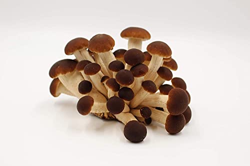 Bio Pioppino Substratbrut - Pilze selber züchten Cover