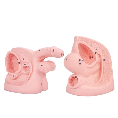 2Pcs Catheterization Model Male Female, Catheter Model Internal External Genital PVC Anatomy Model Nursing Practice for Medical Clinical Teaching and Practical Training