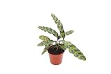 Calathea Rattlesnake Lancifolia - 4'' from California Tropicals