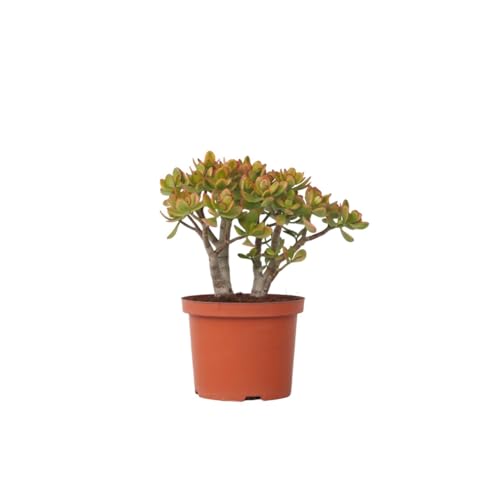 Plant in a Box - Crassula ovata 'Sunset' L - Plante d'intérieur - Succulente - ⌀ 23 cm - Hauteur 45-50 cm