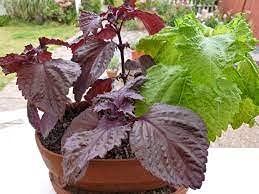 100 pz Perilla Red Leaf Shiso semi di piante aromatiche