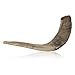 Natural Ram Horn Shofar with Curved Top and Ridges