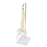 Algopix Similar Product 1 - MonMed Miniature Vertebral Column Model