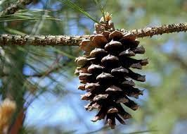 30 Seeds Loblolly Pine Seeds Tree Seeds For Planting Pinus Taeda Arkansas Pine North Carolina Pine Oldfield Pine Seeds #TOP28