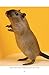 Gerbils: The Complete Guide to Gerbil Care