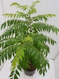 A2C Plant Curry Leaves, Kadi Patta, Murraya koenigii, Meetha Neem - Plant with Pot (B07WGQKT9C) Amazon Price History, Amazon Price Tracker