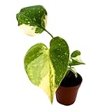 BubbleBlooms Monstera Thai Constellation Variegated deliciosa in a 2 inch Pot Tiny Mini Pixie Plant
