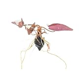 CANTON AQUATICS Red Tiger Lotus Lily Nymphaea - Freshwater - Medium Light