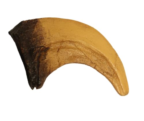Velociraptor Dinosaur Claw Fossil Replica for Classrooms Museums and Home Displays