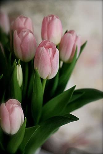 Ritz Farming Tulip Plant Flower bulbs, Premium Perennial Tulip bulbs for Tulip Plants Outdoor and Indoor, Garden Ready Hardy Plant bulbs, Tulip flower bulbs for Planting, (Pack of 3, Pink) (B09HCCMX5Y) Amazon Price History, Amazon Price Tracker