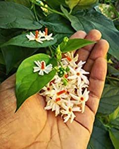 See full amazon price history chart for GREENLIVE TRADERS Tillandsia Spanish Moss Air Indoor PlantGardening Raat Ki Rani Live Plant GREENLIVE TRADERS Tillandsia Spanish Moss Air Indoor PlantGardening Raat Ki Rani Live Plant (B0BDFZY4LX) Amazon Price History, Amazon Price Tracker
