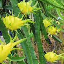 See full amazon price history chart for Yellow dragon fruit seeds (30 seeds) Yellow dragon fruit seeds (30 seeds) (B0C8NR2B9J) Amazon Price History, Amazon Price Tracker