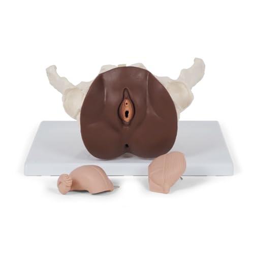 3B Scientific Weibliches Beckenskelett Modell mit Genitalorganen, 3 teilig, dunkle Hautfarbe - 3B Smart Anatomy