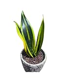 Sansevieria Black Gold Snake 4 inch Pot - Indoor Air Purifier Plant - Low Light Air Purifying Plant - Live Home Decor Snake Plant - Low Maintenance Houseplant for Gift