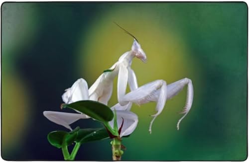 ������� �A�j�� �J�}�L�������� �t���A�}�b�g �ϖ��Ր� �y�� �h�_�j �R�ۖh�L ���[ ����~�ߕt �I�[���V�[�Y���^�C�v �􂦂� 100×150cm