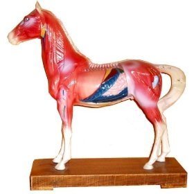 Veterinary Acupuncture Animal Model (Horse) by UPC