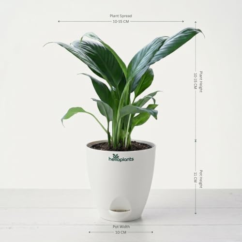 Image of Spider Plant, Peace Lily, Areca Palm & Snake Plant Live Indoor 4-Plant Combo in 4-Inch Self-Watering Matte White Pots | Air-Purifying Oxygen Plants for Bedroom, Living Room & Office Decor