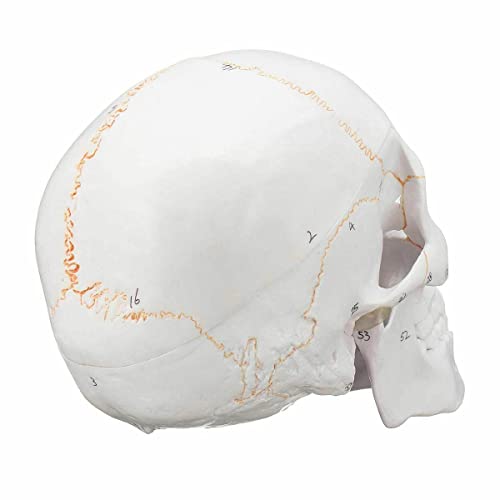 Image of Life Size Premium Human Skull Model with Removable Calvarium Anatomical Model Numbered to Show Detailed Features 3 Parts with Detailed Study Guide